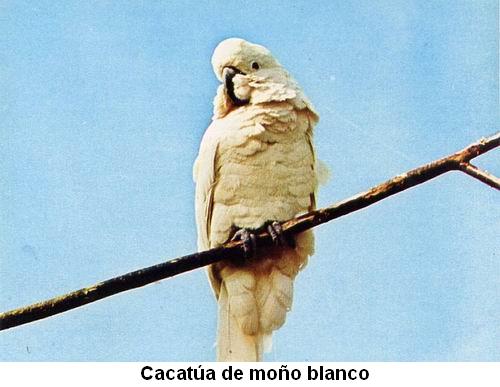 Cacatúa de moño blanco.jpg